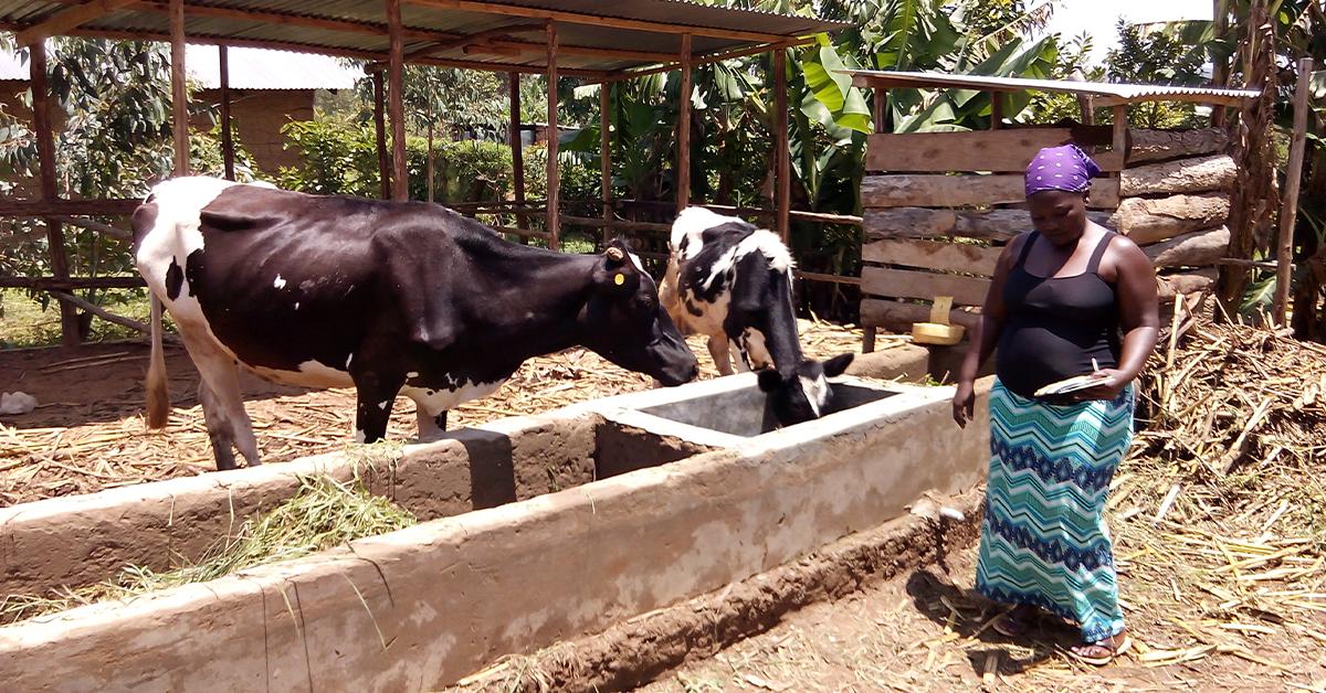 Dairy Farming Loans